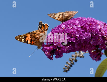Distelfalter, Cynthia cardui, ist ein Schmetterling und gehoert zu den Tagfaltern. Der schmetterlingsstrauch ist der Lieblingstrauch der Falter. Farbe Stockfoto