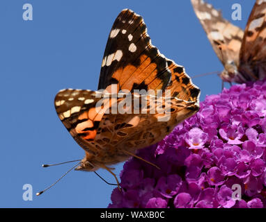 Distelfalter, Cynthia cardui, ist ein Schmetterling und gehoert zu den Tagfaltern. Der schmetterlingsstrauch ist der Lieblingstrauch der Falter. Farbe Stockfoto