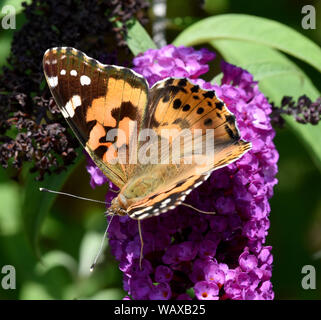 Distelfalter, Cynthia cardui, ist ein Schmetterling und gehoert zu den Tagfaltern. Der schmetterlingsstrauch ist der Lieblingstrauch der Falter. Farbe Stockfoto