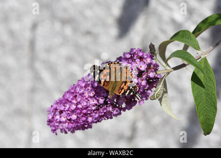 Distelfalter, Cynthia cardui, ist ein Schmetterling und gehoert zu den Tagfaltern. Der schmetterlingsstrauch ist der Lieblingstrauch der Falter. Farbe Stockfoto