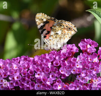 Distelfalter, Cynthia cardui, ist ein Schmetterling und gehoert zu den Tagfaltern. Der schmetterlingsstrauch ist der Lieblingstrauch der Falter. Farbe Stockfoto