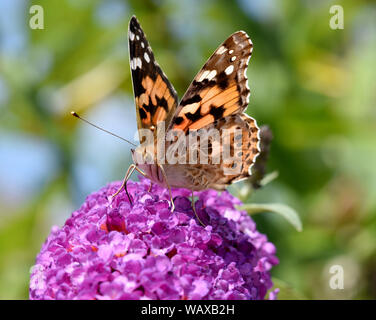 Distelfalter, Cynthia cardui, ist ein Schmetterling und gehoert zu den Tagfaltern. Der schmetterlingsstrauch ist der Lieblingstrauch der Falter. Farbe Stockfoto
