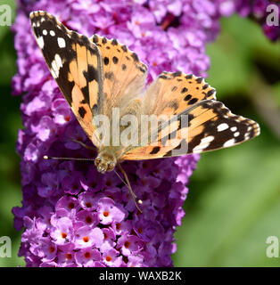 Distelfalter, Cynthia cardui, ist ein Schmetterling und gehoert zu den Tagfaltern. Der schmetterlingsstrauch ist der Lieblingstrauch der Falter. Farbe Stockfoto