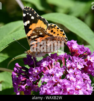 Distelfalter, Cynthia cardui, ist ein Schmetterling und gehoert zu den Tagfaltern. Der schmetterlingsstrauch ist der Lieblingstrauch der Falter. Farbe Stockfoto
