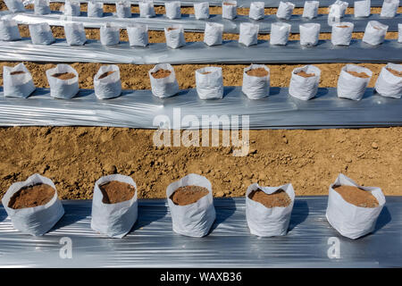 Zeile fo Coconut Kokos in Kindergärten weißen Beutel für Bauernhof mit fertigation, Bewässerungssystem für den Anbau von Erdbeeren verwendet werden. Stockfoto