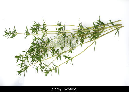 Sommer, Bohnenkraut Satureja hortensis, ist ein Gewuerzkraut und eine Heil- und Duftpflanze mit weissen Blueten. Sie ist einjaehrig. Bohnenkraut, Sa Stockfoto