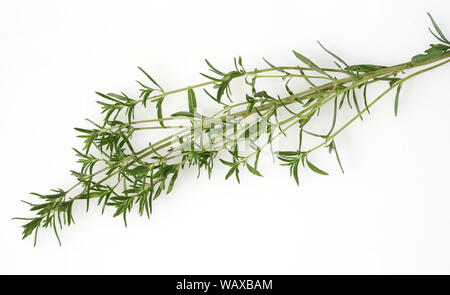 Sommer, Bohnenkraut Satureja hortensis, ist ein Gewuerzkraut und eine Heil- und Duftpflanze mit weissen Blueten. Sie ist einjaehrig. Bohnenkraut, Sa Stockfoto