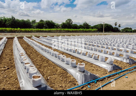 Zeile fo Coconut Kokos in Kindergärten weißen Beutel für Bauernhof mit fertigation, Bewässerungssystem für den Anbau von Erdbeeren verwendet werden. Stockfoto