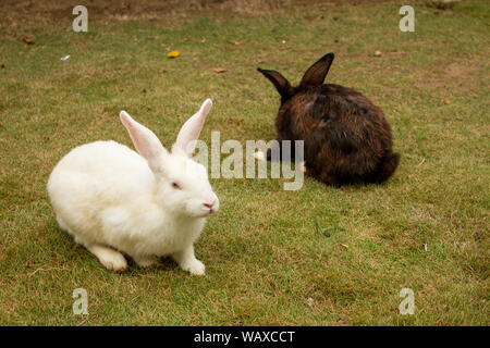 Hasen spielen in einem Rasen Stockfoto