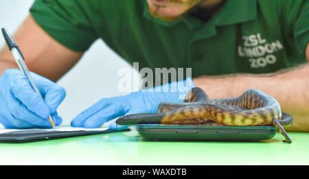 London, Großbritannien. 22 Aug, 2019. Ein Black-headed Python (Jugendlicher) gewogen wird im Rahmen des jährlichen Weigh-in im ZSL London Zoo in London. Credit: James Warren/SOPA Images/ZUMA Draht/Alamy leben Nachrichten Stockfoto