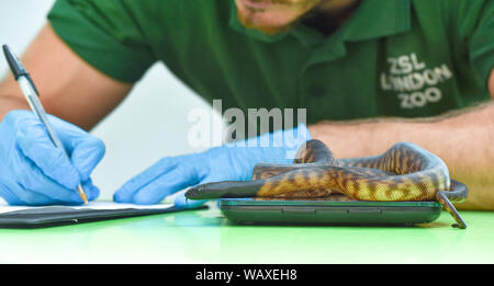 Ein Black-headed Python (Jugendlicher) gewogen wird im Rahmen des jährlichen Weigh-in im ZSL London Zoo in London. Stockfoto