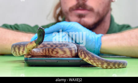 Ein Black-headed Python (Jugendlicher) gewogen wird im Rahmen des jährlichen Weigh-in im ZSL London Zoo in London. Stockfoto