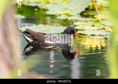 Teichhühner - Gallinula chloropus Stockfoto