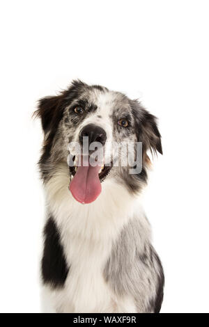 Portrait Happy merle Border Collie Hund auf weißem Hintergrund. Stockfoto
