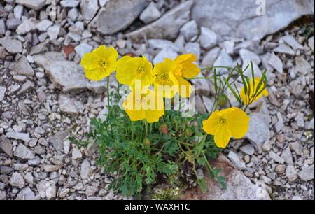 Closeup Schoß des Berges Blumen zwischen den Felsen in den Brenta Dolomiten wächst Stockfoto