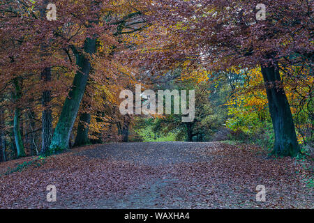 Herbstfarben in Delamere Forest Cheshire UK November 2018 Stockfoto