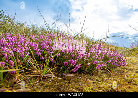 Blühende Heide auf der Insel Amrum, Deutschland Stockfoto