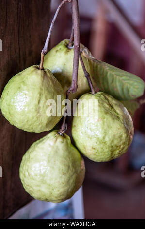 Frische reife Psidium guajava oder gemeinsamen Guave tropischen Früchten, exotischen asiatischen Obst Stockfoto