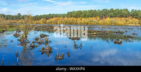 Delamere Forest Übersicht toten Baumstümpfen in Teil der Blakemere Moss reflooded 1998 nach Versagen einer baumpflanzung Cheshire UK November 2018 Stockfoto