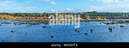Delamere Forest Übersicht toten Baumstümpfen in Teil der Blakemere Moss reflooded 1998 nach Versagen einer baumpflanzung Cheshire UK November 2018 Stockfoto