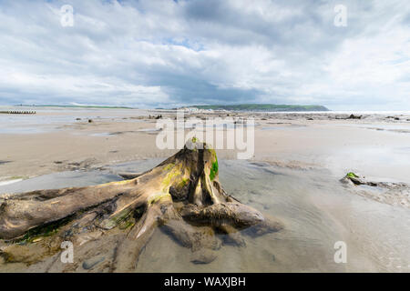 Borth Strand auf der Ceredigion Küstenregion der Mid Wales zeigt die 4,500-5.000 Jahren alten Versteinerten Wald bleibt. Stockfoto