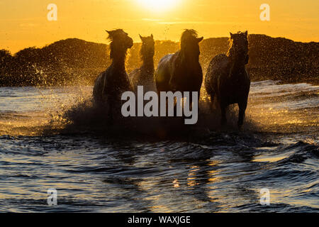 Weiße Camargue Pferde laufen am Strand im Meerwasser... Stockfoto