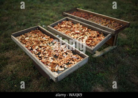 Trocknen Äpfel im Garten, getrocknete Früchte in Holzpaletten Stockfoto