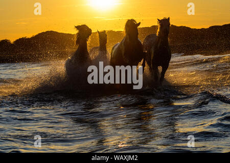 Weiße Camargue Pferde laufen am Strand im Meerwasser... Stockfoto