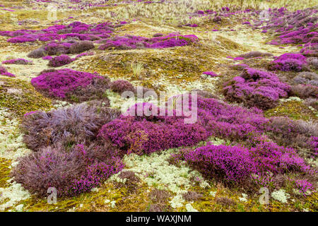 Blühende Heide auf der Insel Amrum, Deutschland Stockfoto