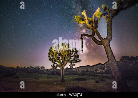 Joshua Tree National Park bei Nacht mit Milchstraße Stockfoto