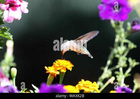 Ein entzückendes, kleines Ruby-throated hummingbird schwebt über einer hellen gelben Ringelblumen während Nektar schlürfen Stockfoto