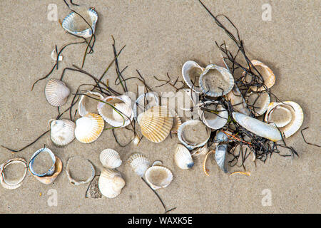 Muscheln am Strand der Insel Amrum Stockfoto