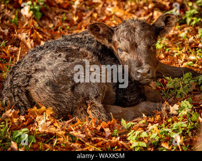 Neu geborenen Kalb im Herbst Blätter Stockfoto