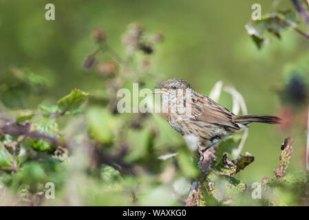 Dunnock, Phasianus colchicus, Singen in einem dornstrauch. Stockfoto