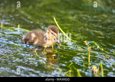 Mallard Entlein Schwimmen unter dem Unkraut auf dem Fluss Frome, Dorset. Stockfoto