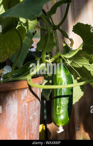 Gurken Pflanze mit Obst, wachsen in einem Terrakottatopf in einer Welle von Sonnenlicht. Stockfoto