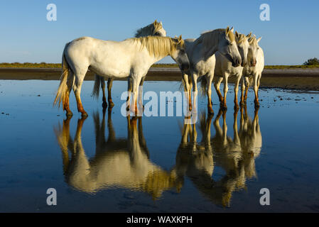 Weibliche Pferd Reiter auf dem Pferd in Cam argumentieren, Frankreich Stockfoto