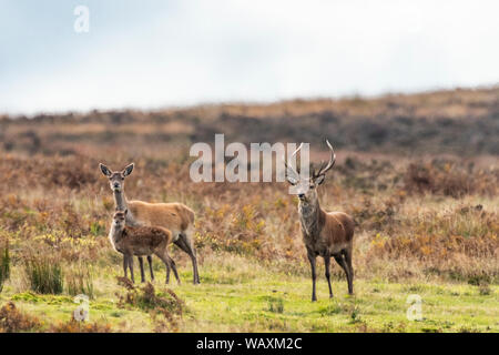 Red Deer auf Exmoor, Hirsch, Hirschkuh und fawn Stockfoto