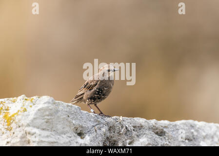 Juvenile starling auf weißen Boulder mit einem weichen braunen Hintergrund. Stockfoto