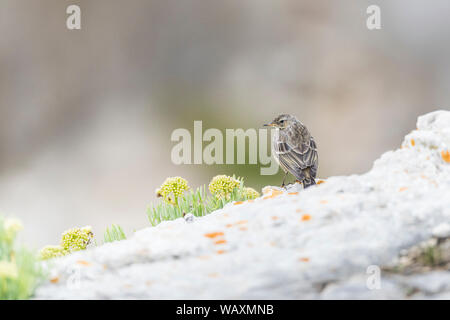 Rock Pieper auf weißem abfallenden Felsen Stockfoto