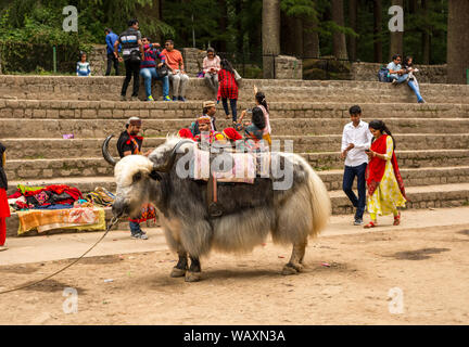 Manali, Himachal Pradesh, Indien - 27. Mai 2019: Yak am touristischen Ort in Manali Stockfoto