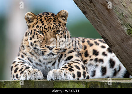 Amur Leopard close up natürliche Stockfoto