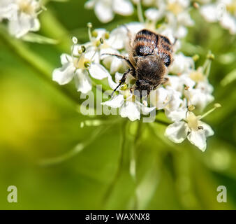 Fehler. Feld Blume. Der Bug der Trichius fasciatus sitzen auf der Blume Stockfoto