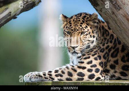 Amur Leopard close up natürliche Stockfoto