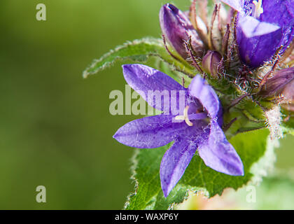 Schöne bluebells Blumen auf grünem Gras Hintergrund Stockfoto