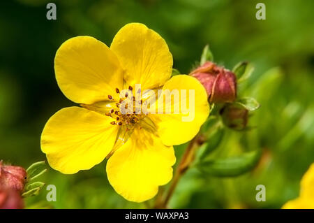 Blühende Sorte strauchigen cinquefoil Dasiphora fruticosa 'Goldfinger' Stockfoto