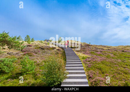 Blühende Heide auf der Insel Amrum, Deutschland Stockfoto