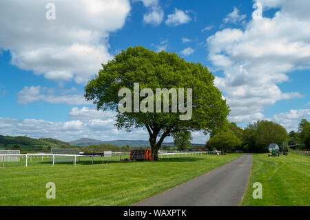 Einsamer Baum auf der Rennbahn Stockfoto