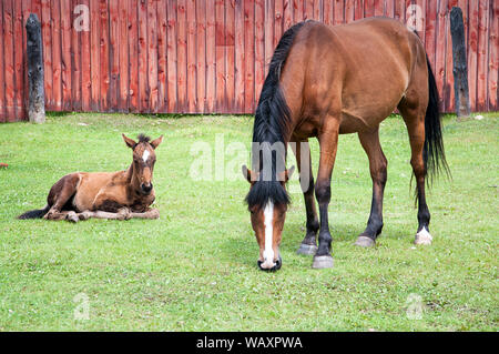 Braunes Pferd frisst Gras in der Nähe von alten hölzernen Zaun mit Fohlen Stockfoto