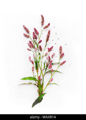 Blumenstrauß aus wilden Rosa Blumen isoliert auf weißen Leinwand Hintergrund, echten Schatten. Jährliche Kraut, Persicaria maculosa, Buchweizen. Florale Komposition, oben Vi. Stockfoto